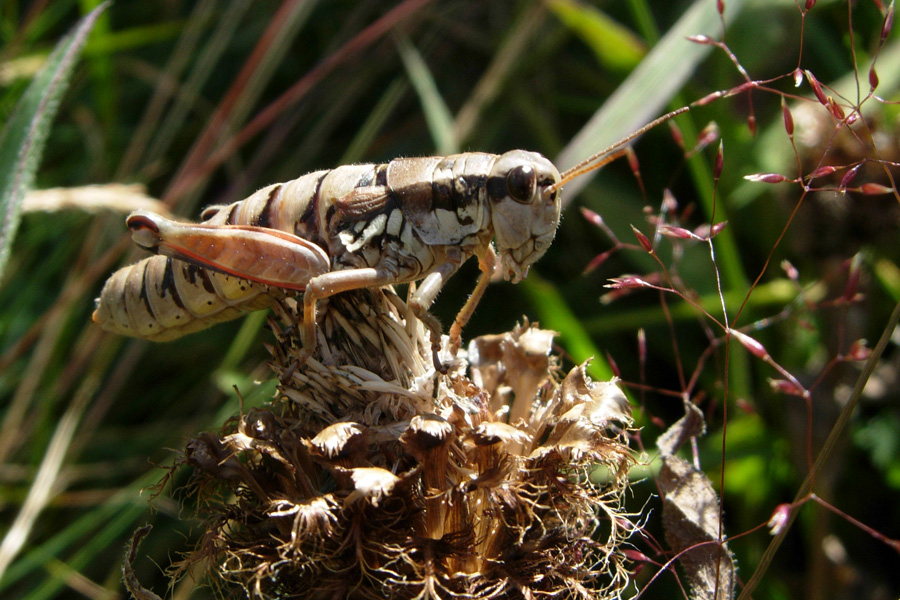 Ortotteri trentini: Decticus verrucivorus, Podisma pedestris